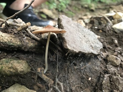 Mashroom wild Plant Free Stock Image Pixsplash