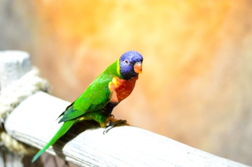 Parrot PixSplash Stock Photo Animal