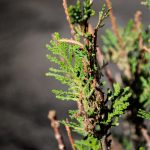 Plant Bushes Free Stock Image Pakistan PixSplash