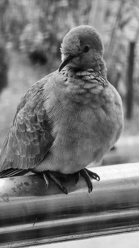 Black n white Dove Free Stock Image PixSplash
