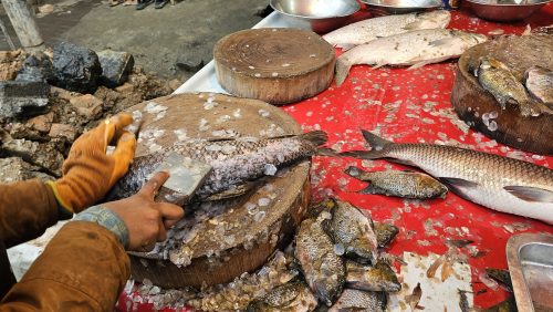 Fish Season at Fish Market Pakistan Free Stock