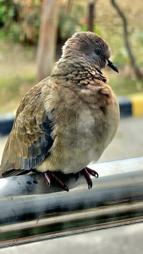 Happy Bird Dove PixSplash Free Stock image