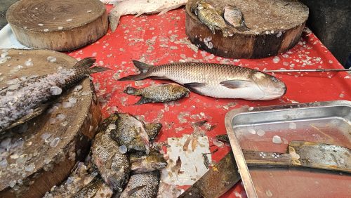 Sea Fish for Seafood Pakistan Free Stock Image