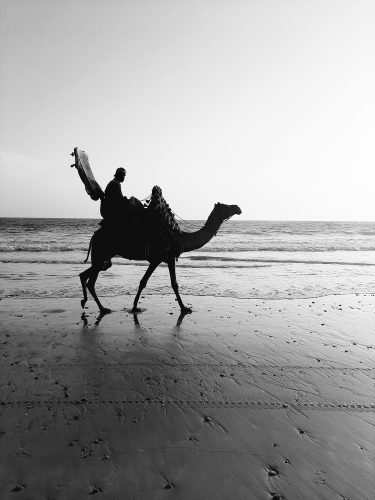 Free Stock Image of Camel ride from Karachi Pakistan by PixSplash