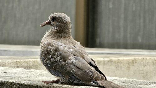 Pigeon breed Sitting on Wall Free Stock Image Bird Pixsplash Pakistan